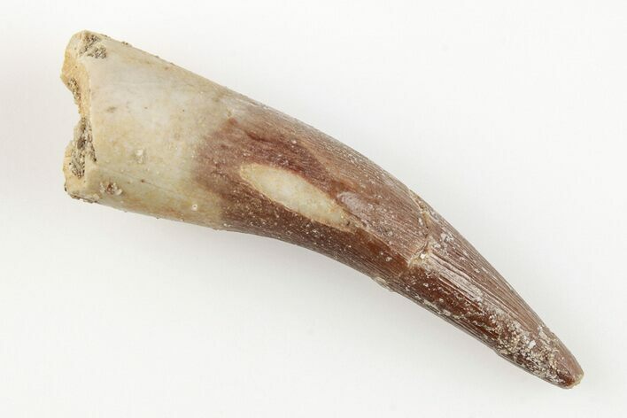 Fossil Plesiosaur (Zarafasaura) Tooth - Morocco #196715